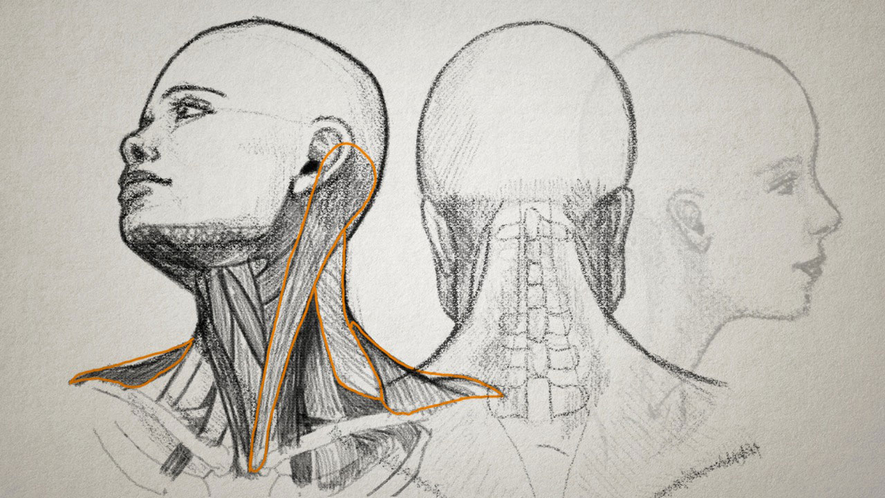 Шея снизу. Анатомия Баммес мышцы шеи. Шея в разных ракурсах. Зарисовки головы. Портрет в разных ракурсах.