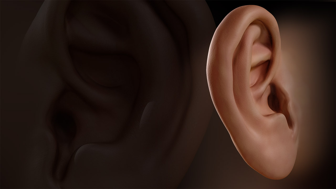 Sculpting Human Ears in ZBrush from Pluralsight | Course by Edvicer
